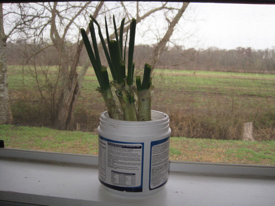 Growing Onions Indoors and Year-Round